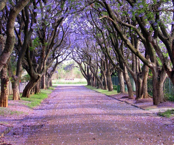 Cullinan, Güney Afrika