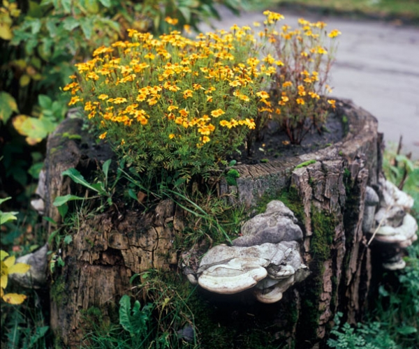 Doğal Bahçe Dekorasyonu