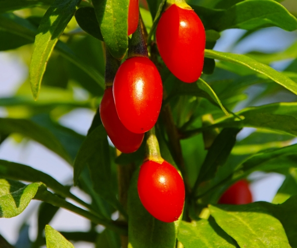 Goji meyvesi nasıl kullanılır?