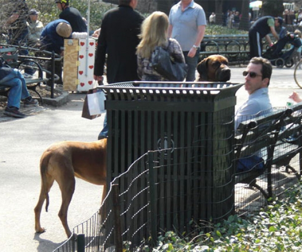 İlginç Köpek Fotoğrafı