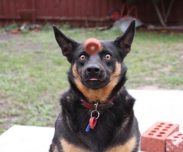 İlginç Köpek Resimleri