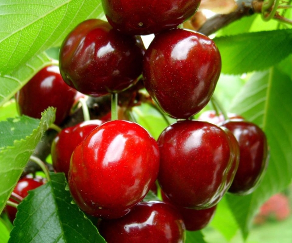 Kirazda hangi vitaminler var?