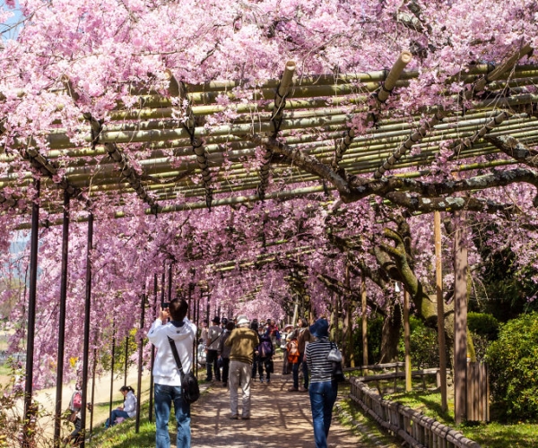 Kyoto, Japonya