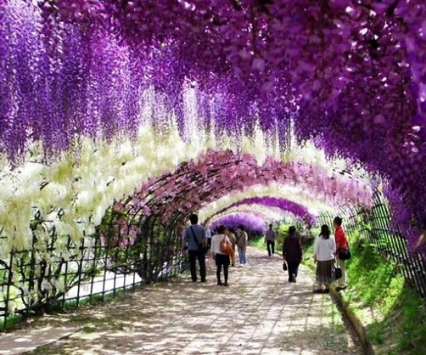 Wisteria Tüneli, Japonya