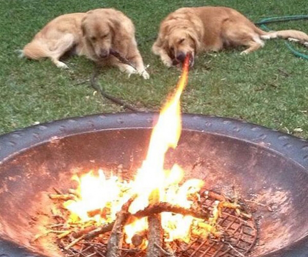 Yatan Köpekler Ve Ateş