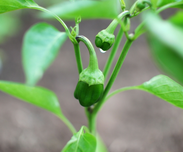 Yeşil biberde hangi vitaminler var?